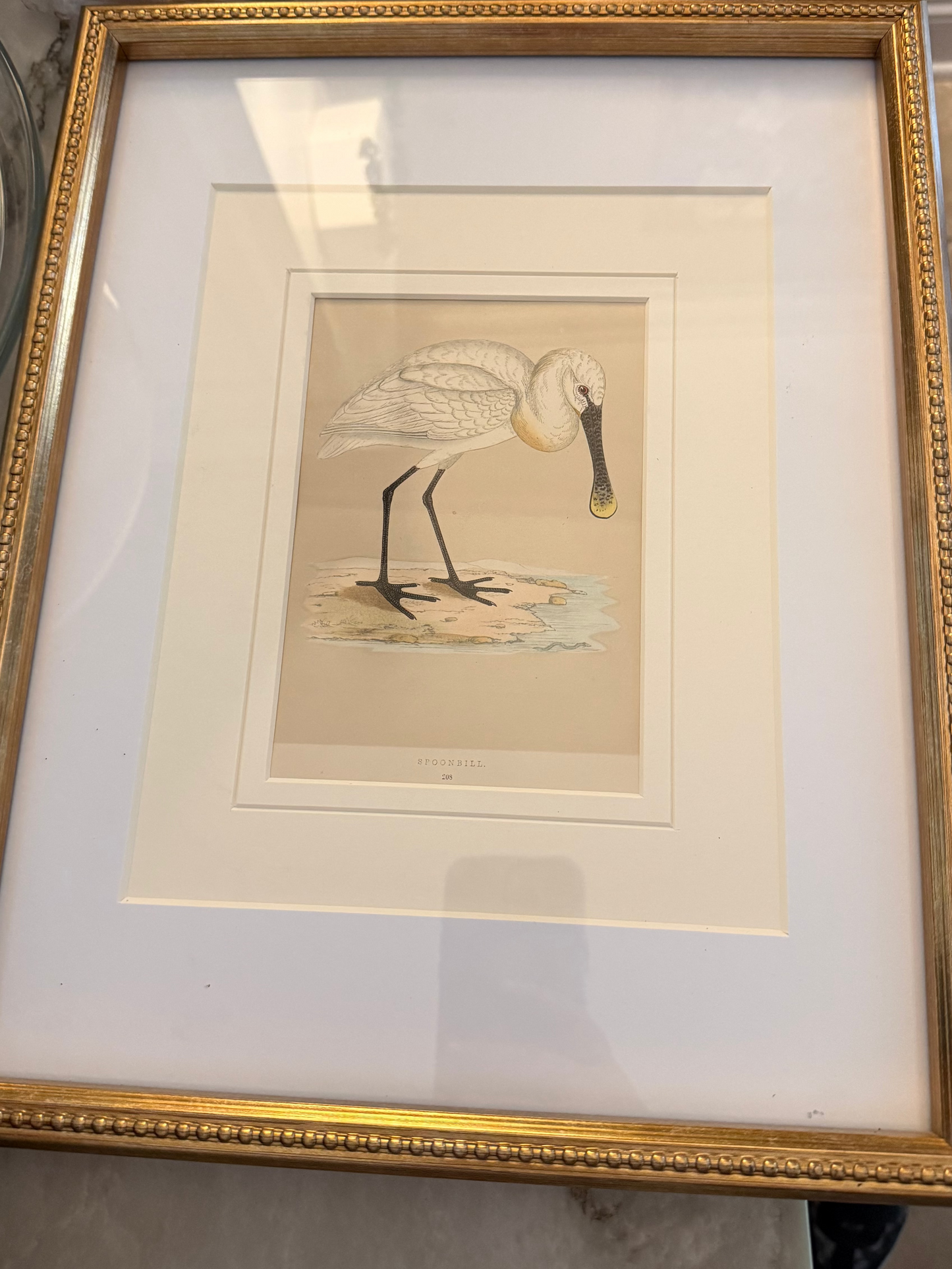 Spoonbill Hand Colored Engraving