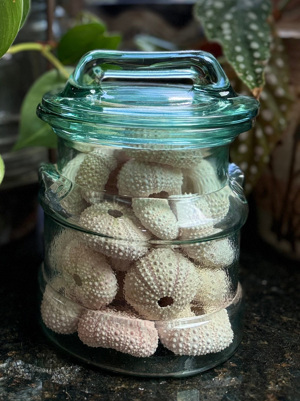 Green Milk Glass Canister Full of Pink Sea Urchins