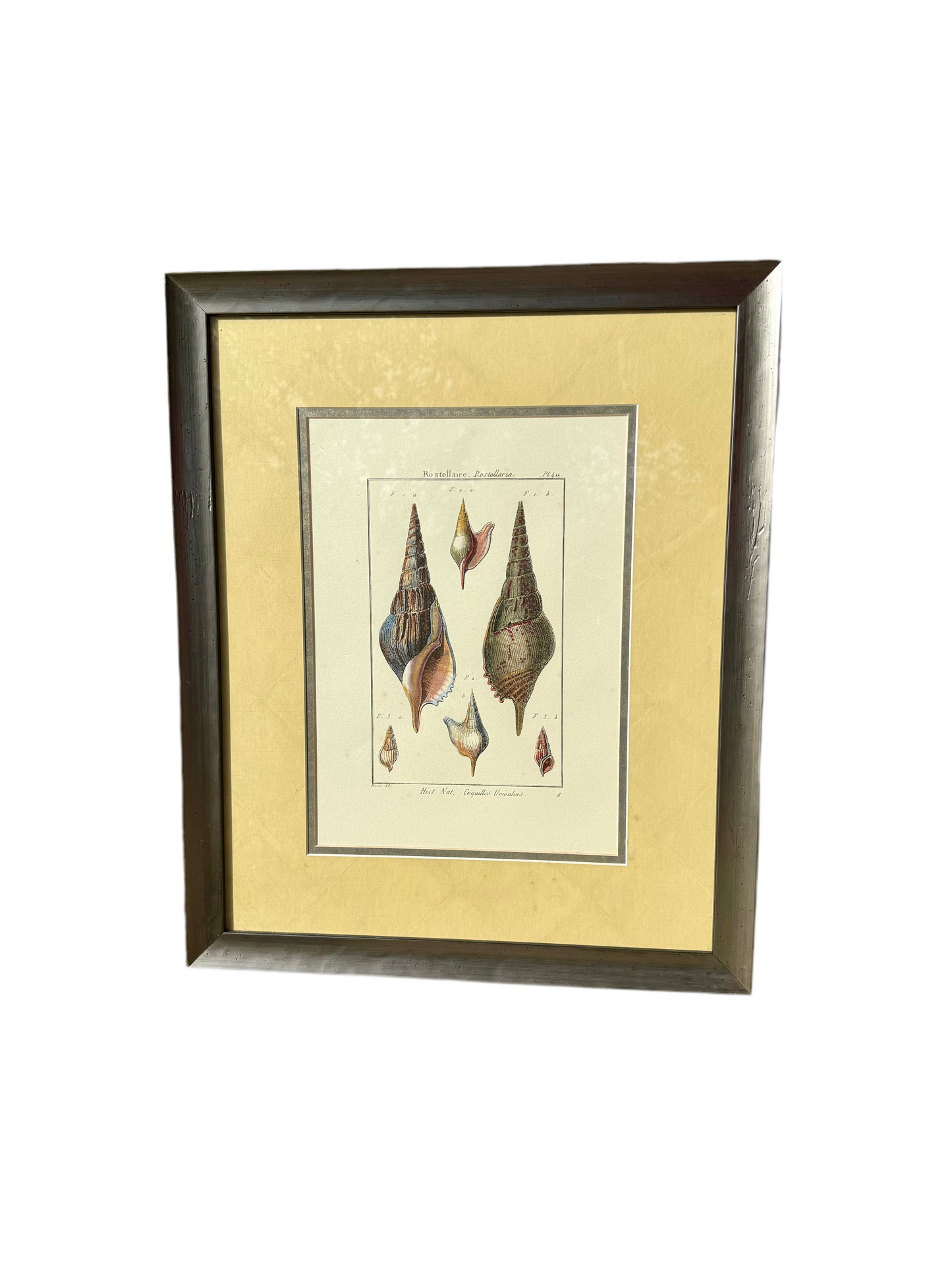 Denis Diderot Rostellaria Shell Engraving