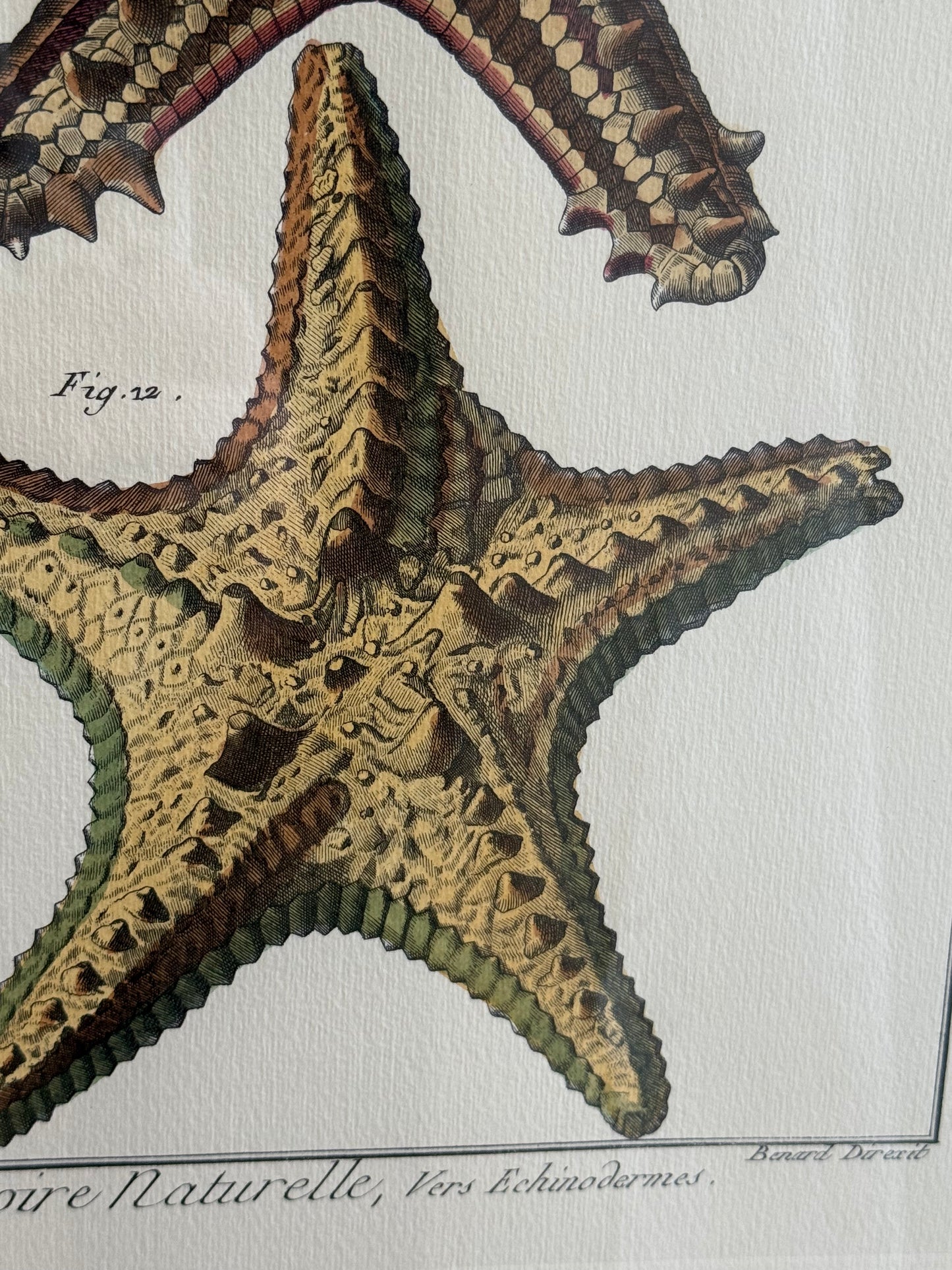 Bernard Direxit Vers Echinodermes - 1850s Starfish Engraving