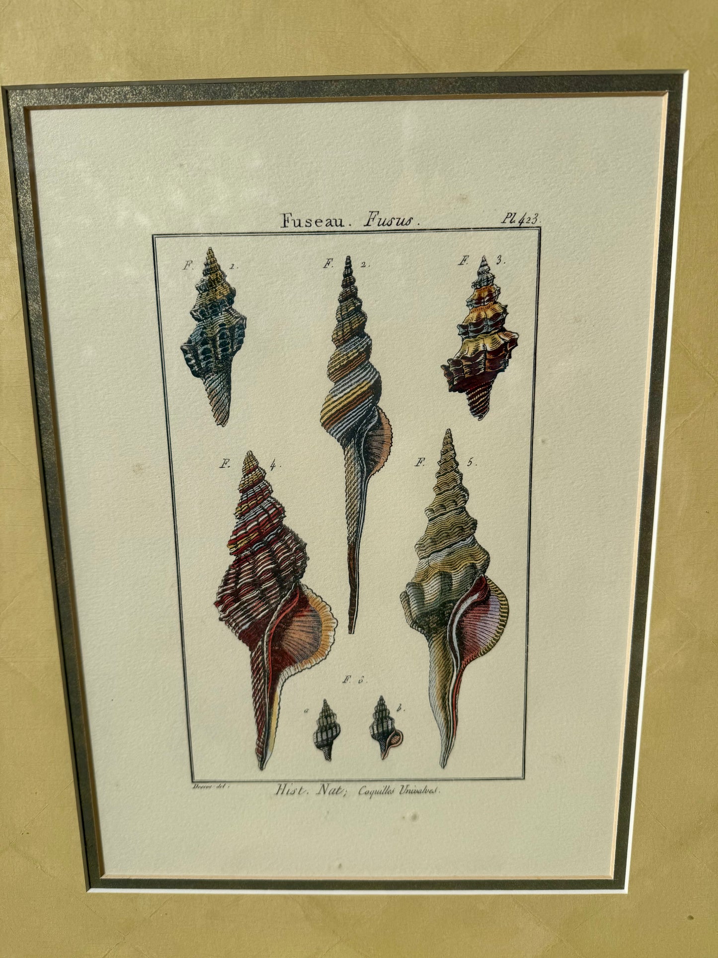Denis Diderot Fusus Shell Engraving