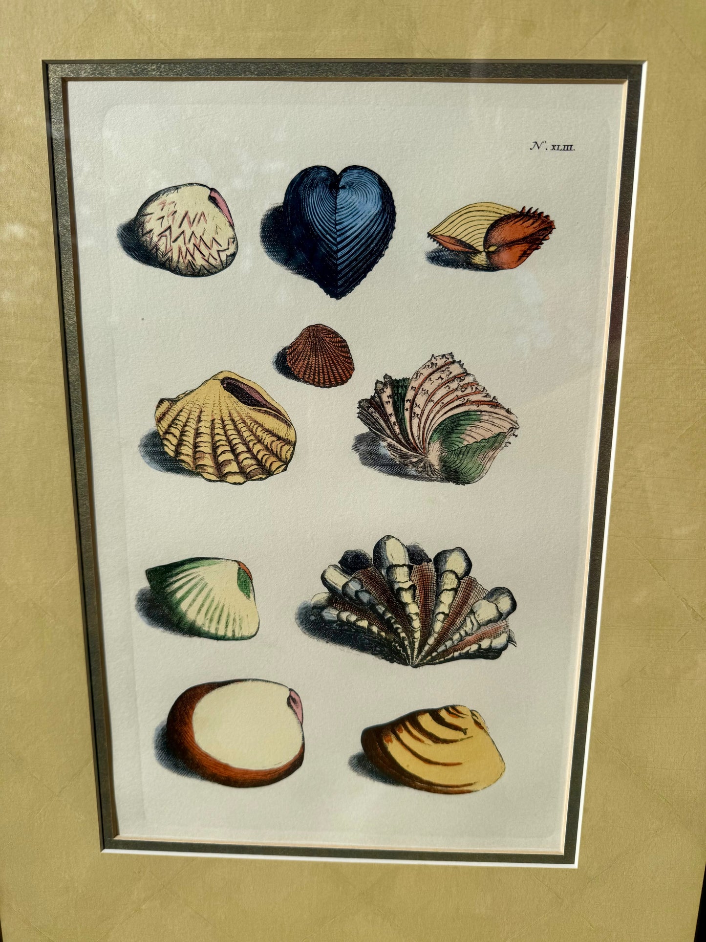 Rumphius’ Shell Book Plate Engraving