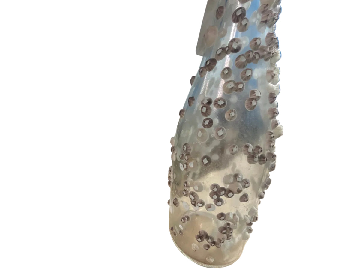 Clear Barnacle Bottle