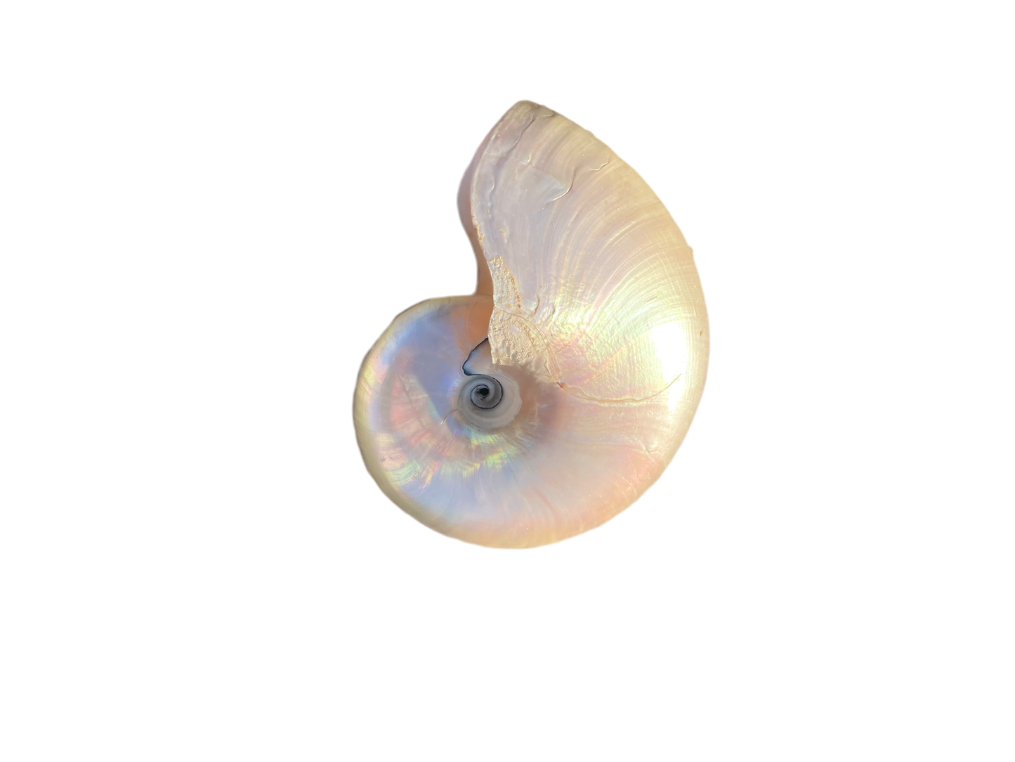 Polished Nautilus Shell