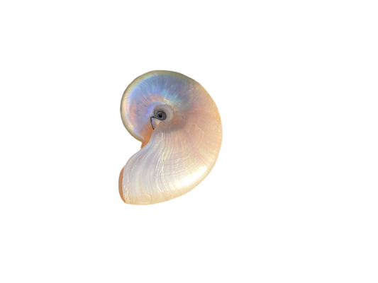 Polished Nautilus Shell