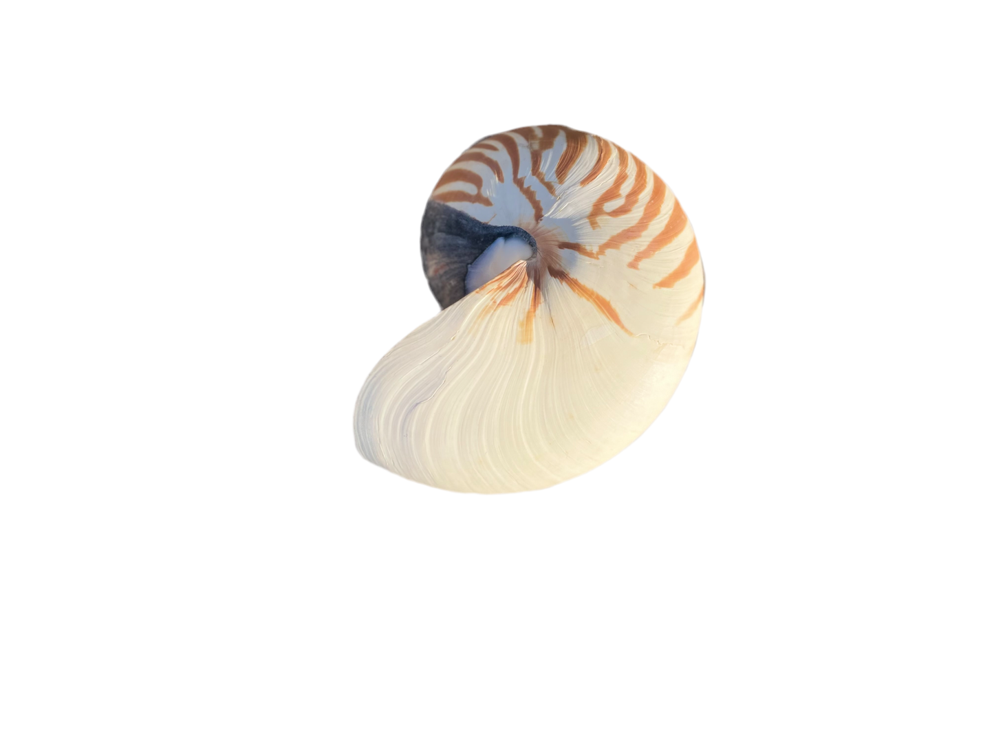 Split Nautilus Shell