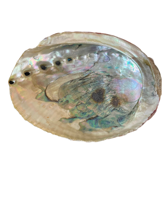 Abalone Shell