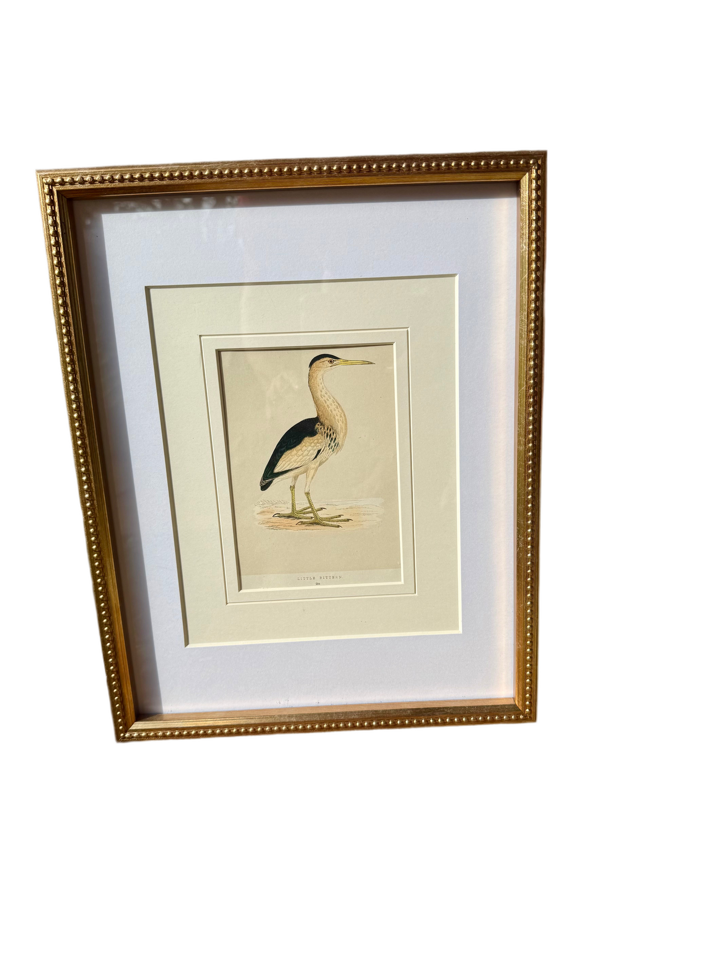 Little Bittern Bird Plate