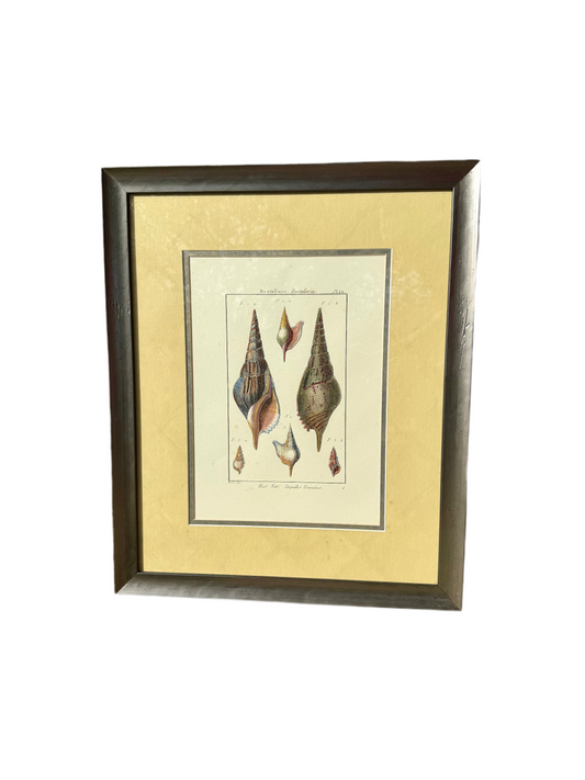 Denis Diderot Rostellaria Shell Engraving