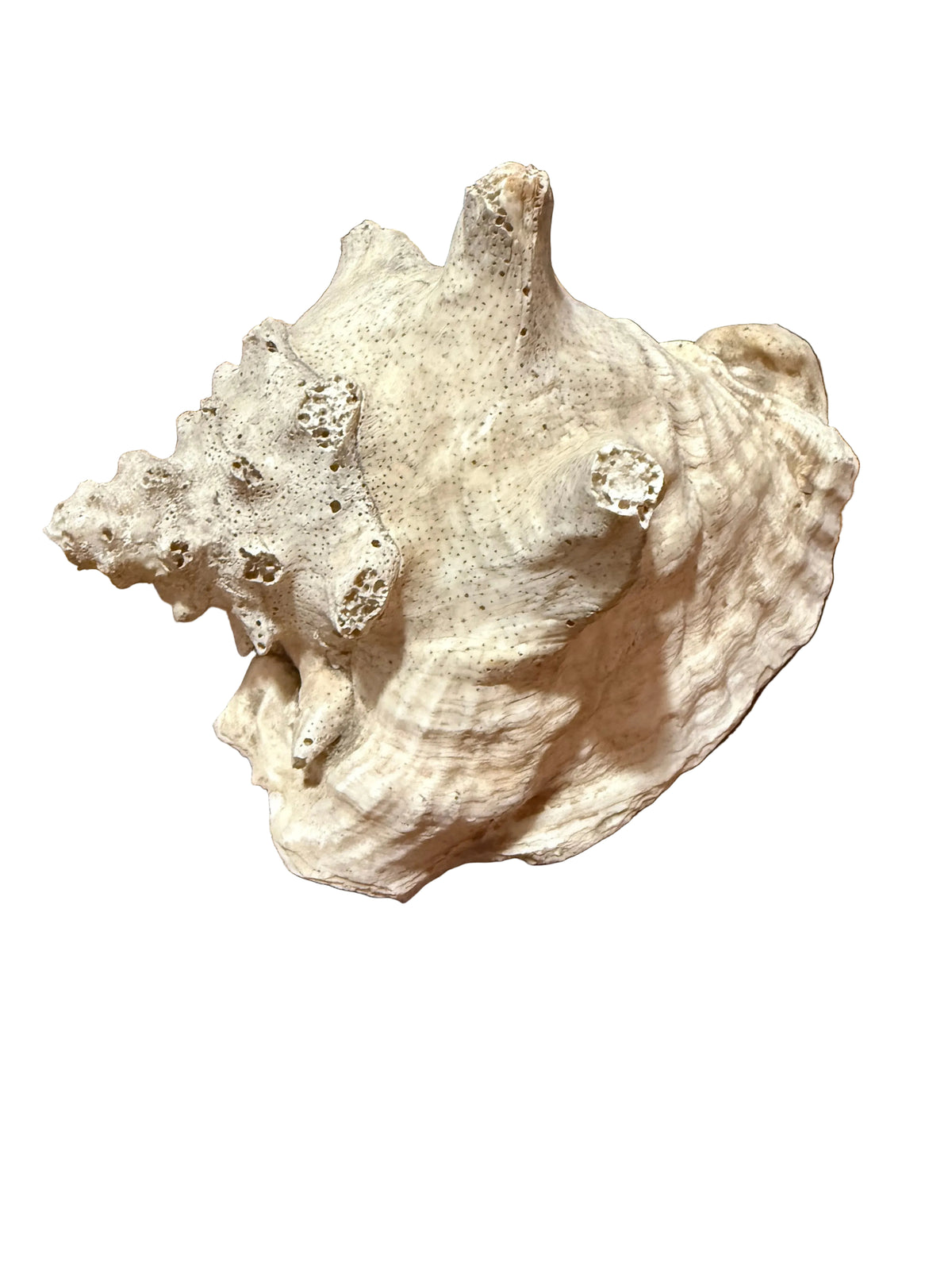 Natural Conch shell