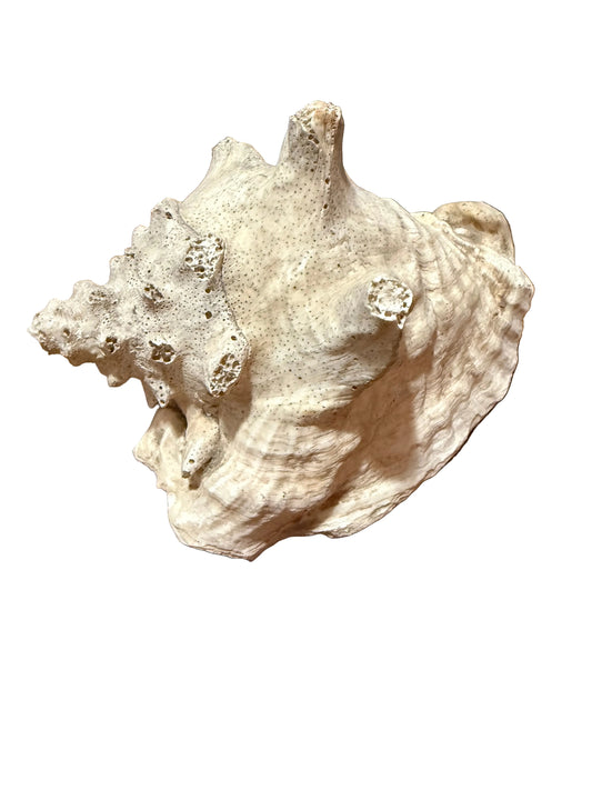Natural Conch shell