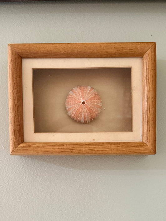 Sea Urchin Shadow Box