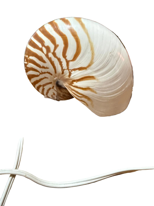Nautilus Shell Lamp