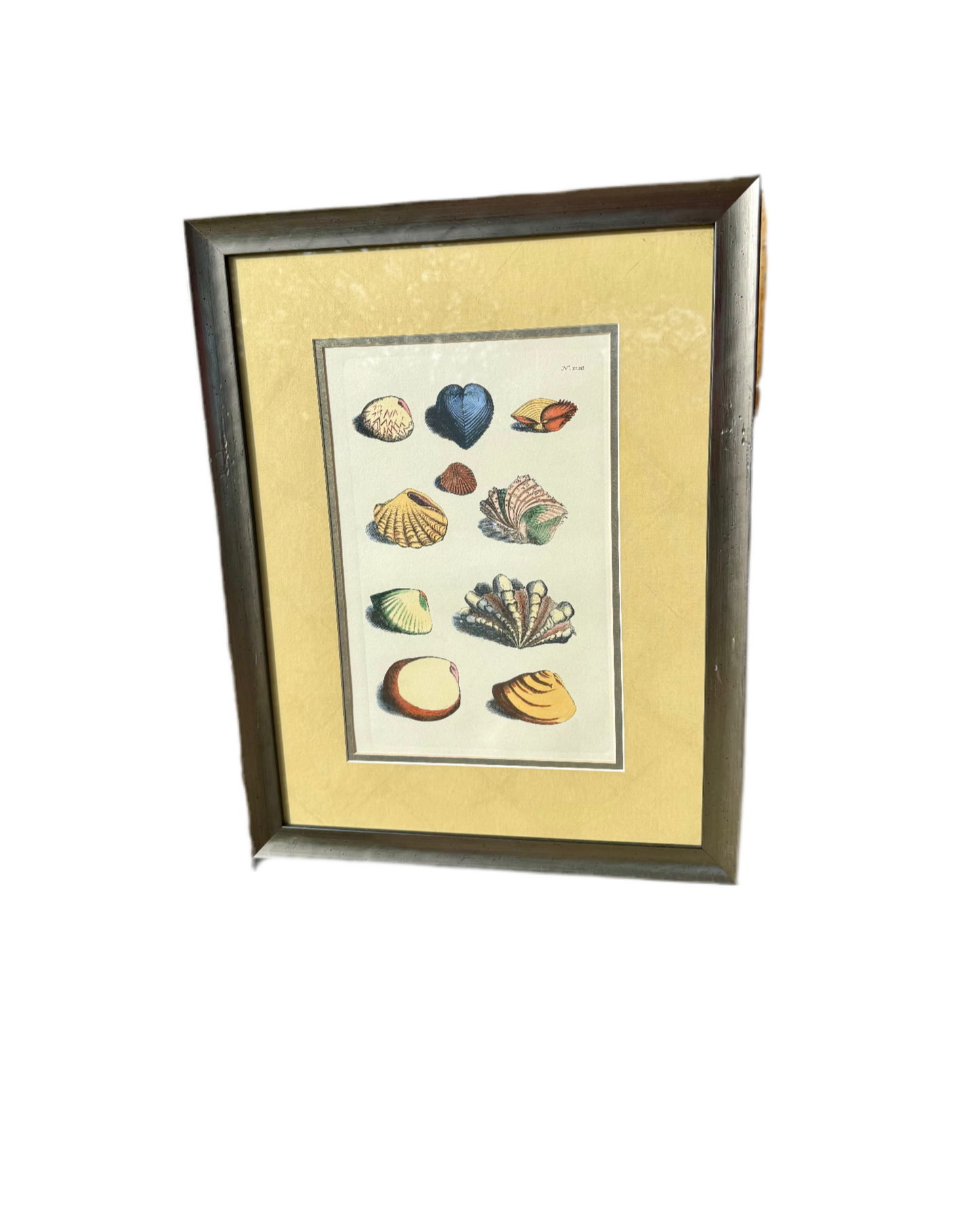 Rumphius’ Shell Book Plate Engraving