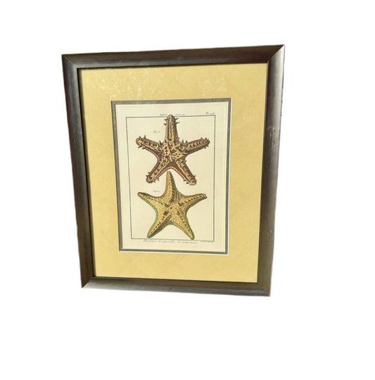 Bernard Direxit Vers Echinodermes - 1850s Starfish Engraving