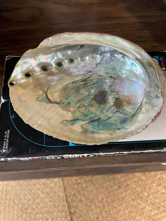 Abalone Shell