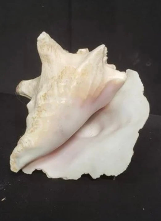 Assorted Conch Shells