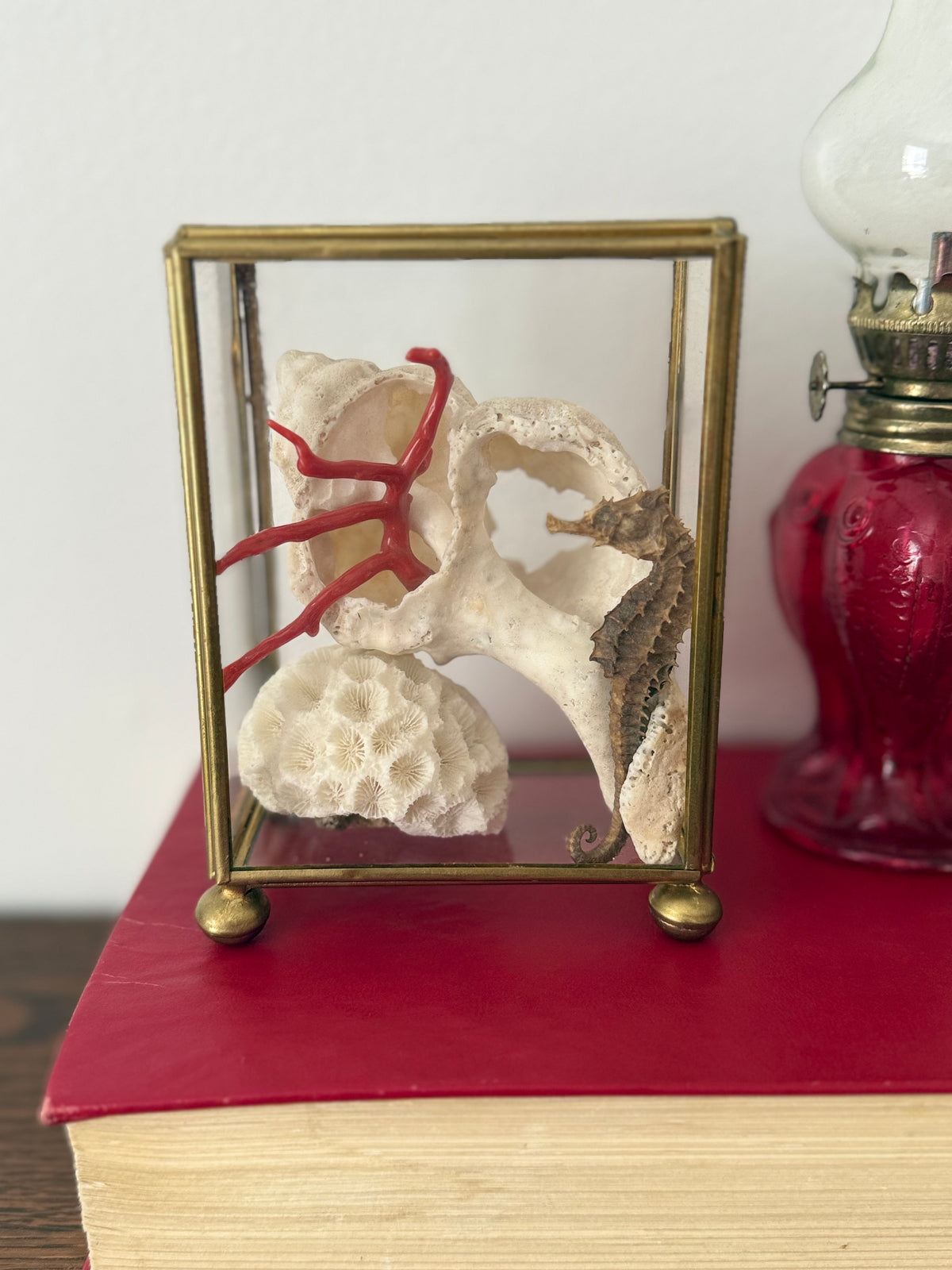 Brass Curio with Real Sea Horse Brain Coral and Red Coral