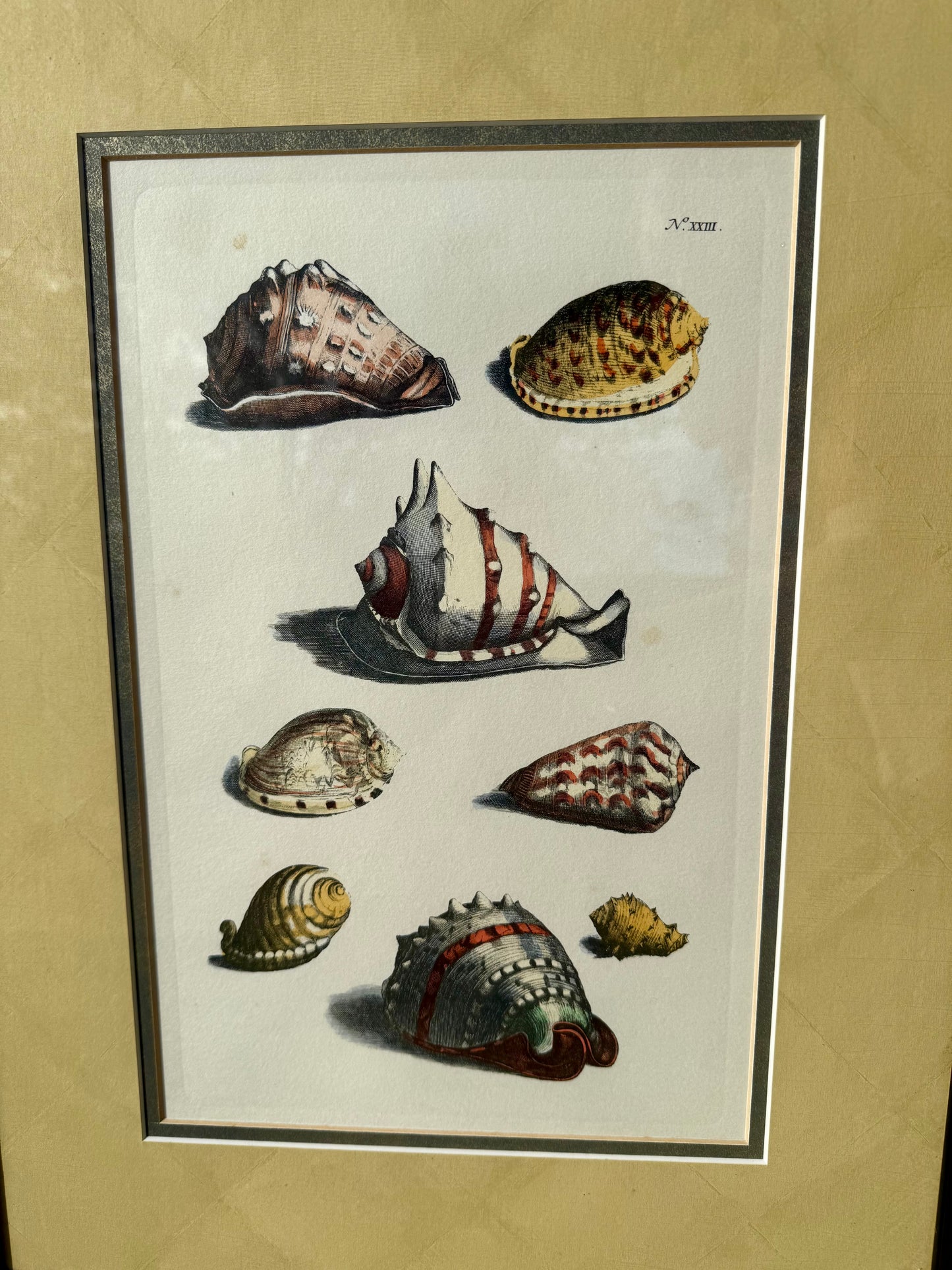 Jacob de Later, 8 Shell Engraving