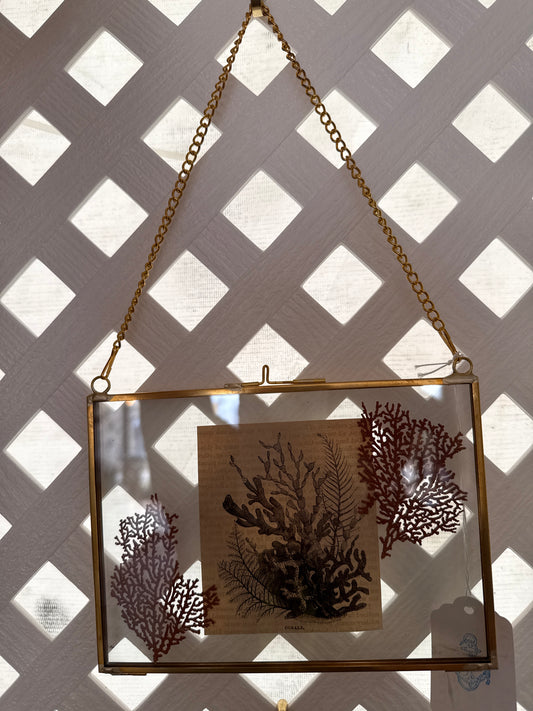 Coral Bookplate with Pressed Sea Fan in Modern Frame
