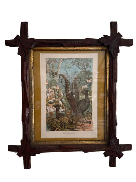 Leierschwanz Hand Colored Original In Antique Frame